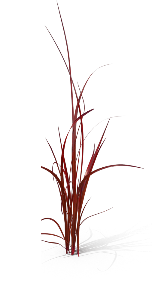 mata-roja